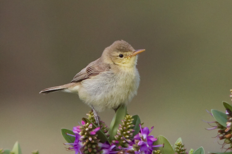 Melodious Warbler