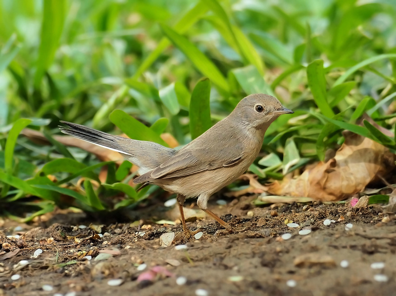 Menetries's Warbler