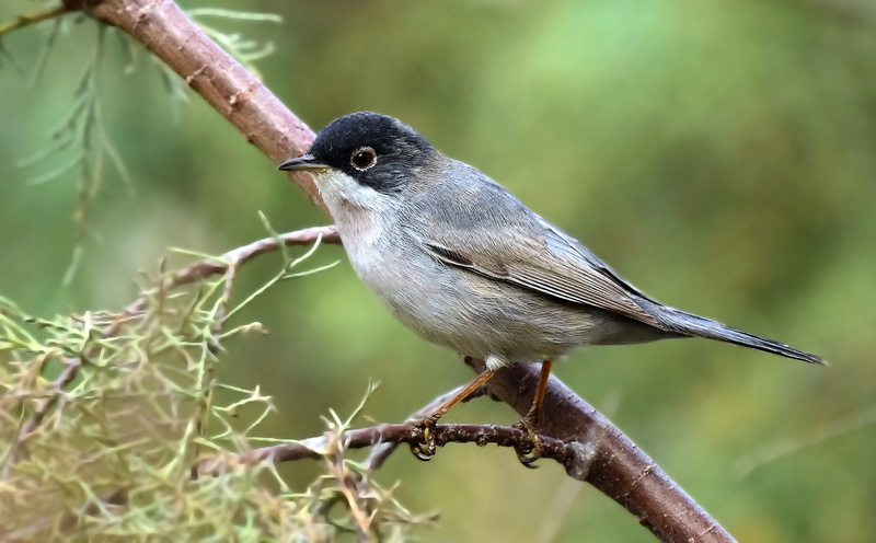 Menetries's Warbler