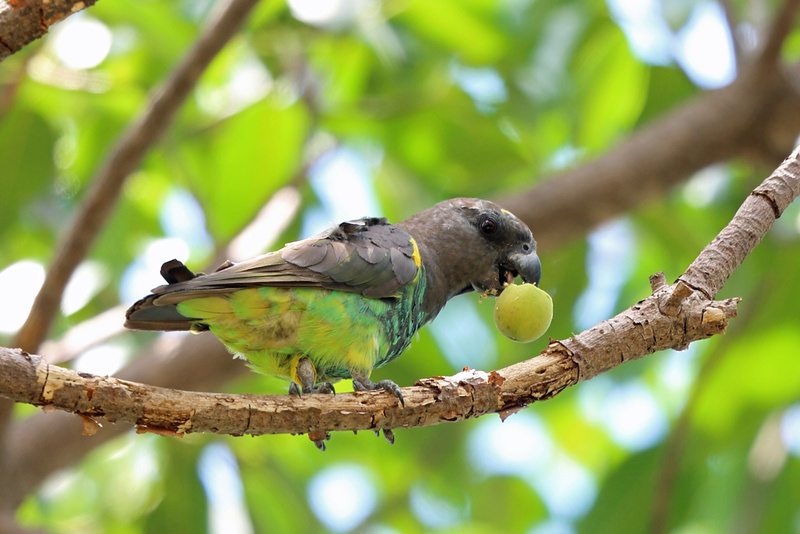 Meyer's Parrot