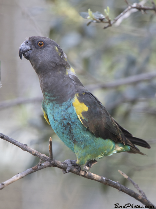 Meyer's Parrot