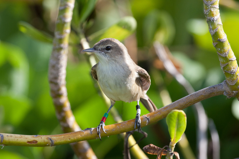 Millerbird