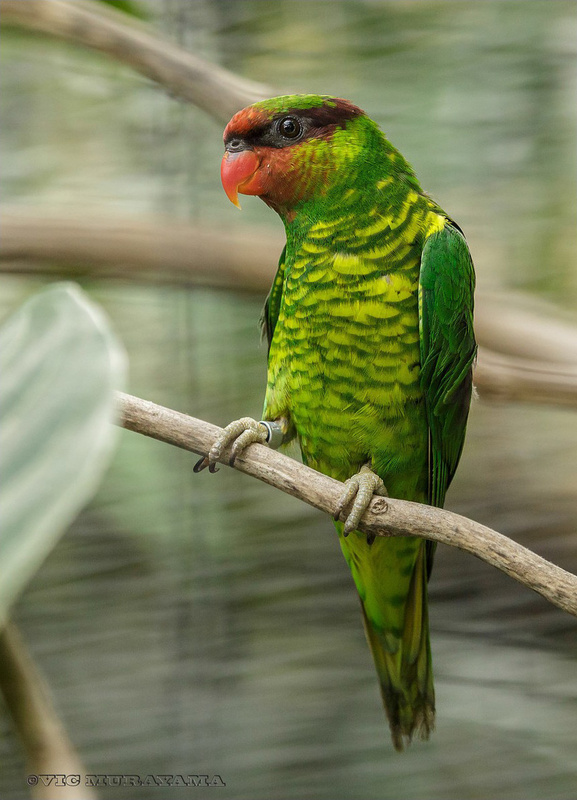 Mindanao Lorikeet