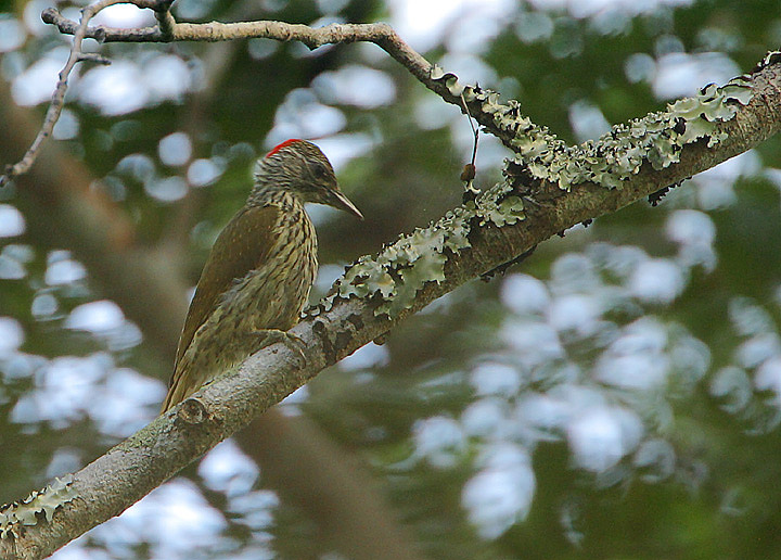 Mombasa Woodpecker