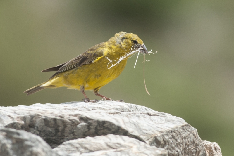 Monte Yellow Finch