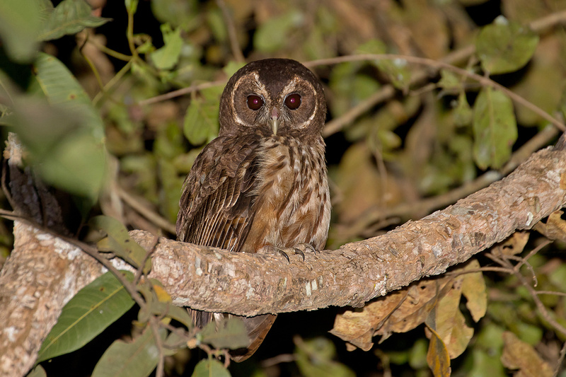 Mottled Owl