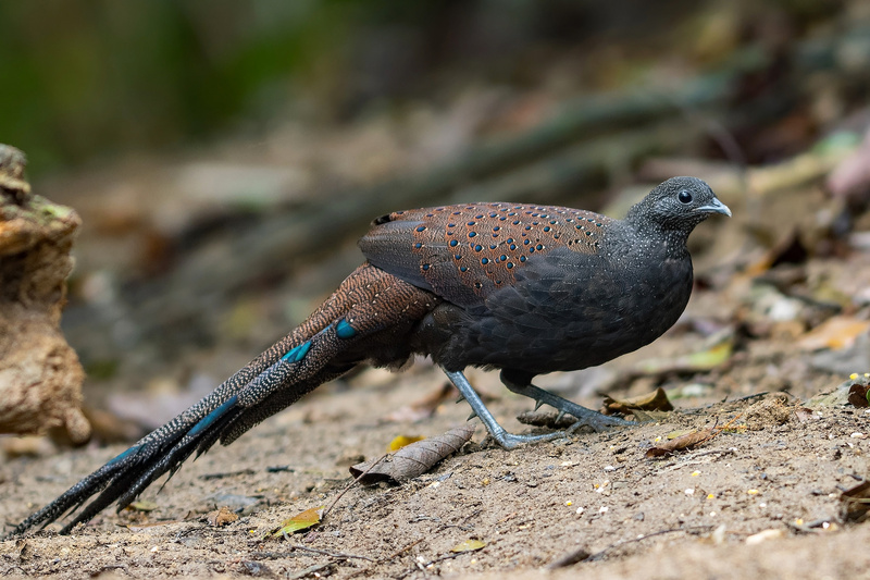 Mountain Peacock-Pheasant