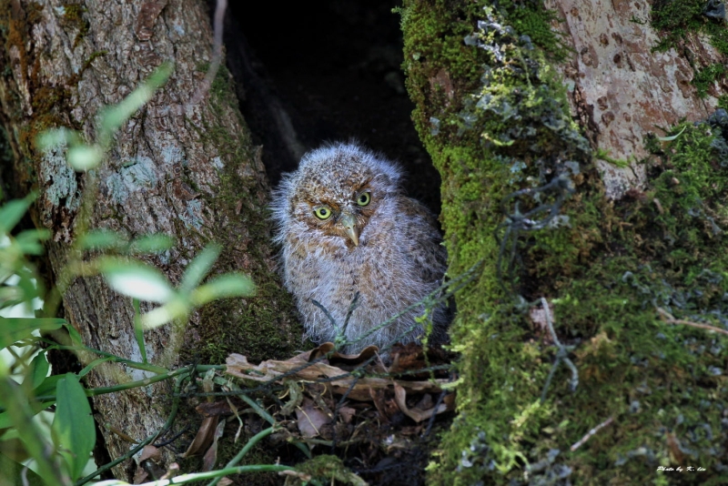 Mountain Scops Owl