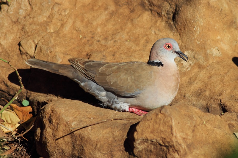 Mourning Collared Dove