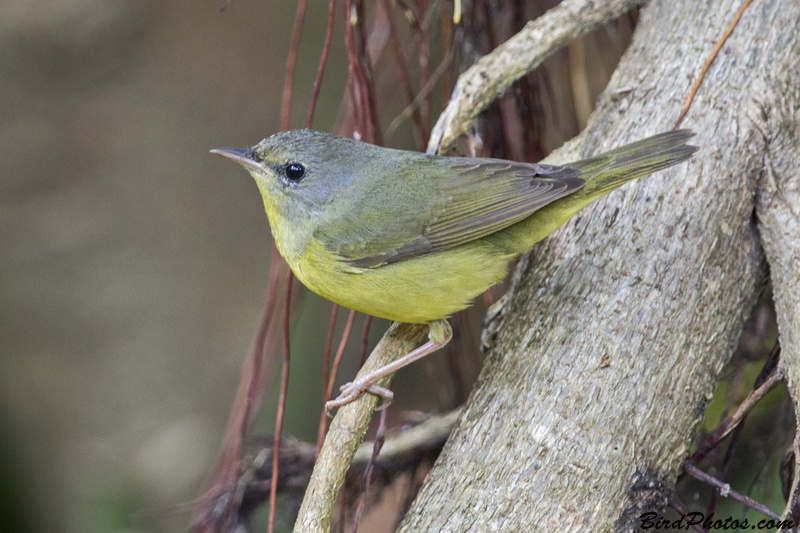 Mourning Warbler