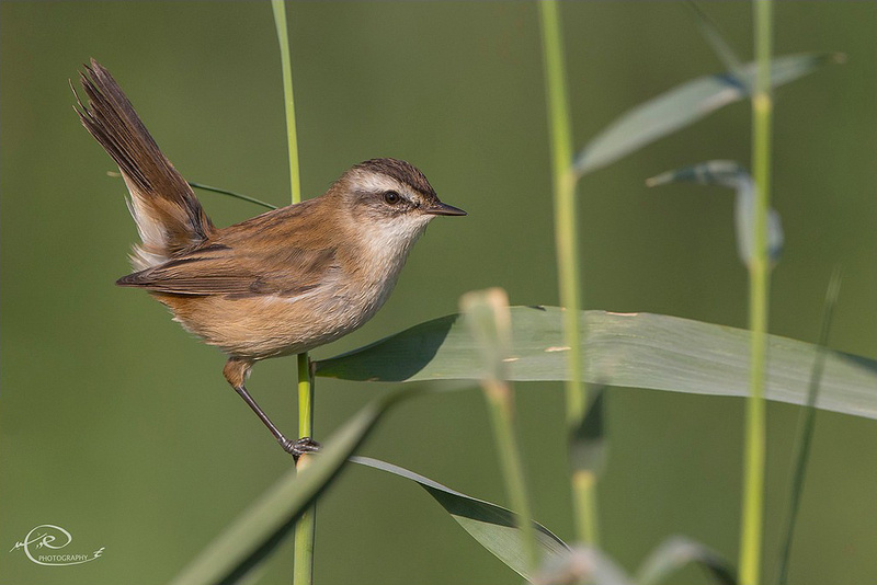 Moustached Warbler