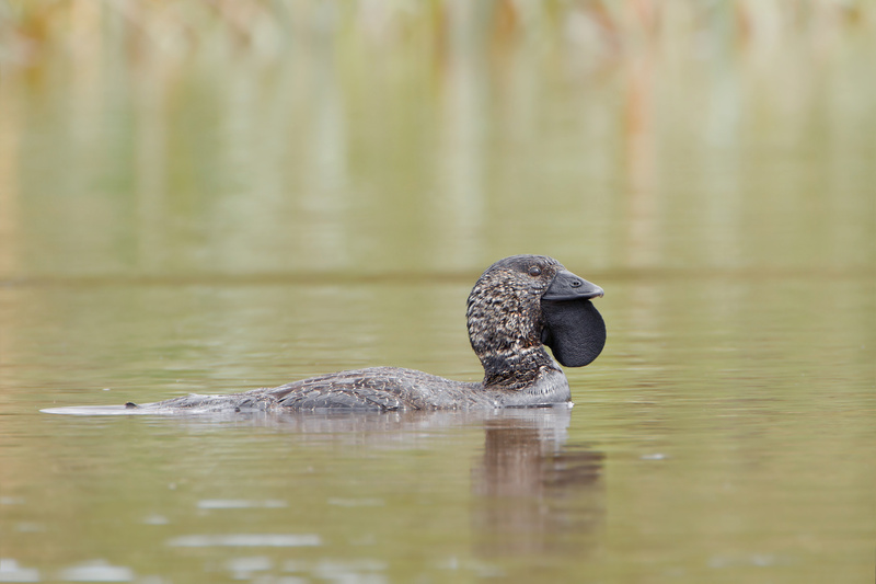 Musk Duck