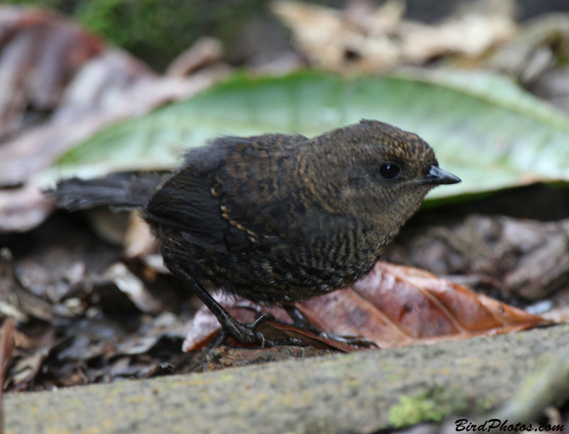 Narino Tapaculo