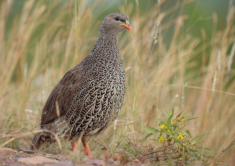 Natal Spurfowl