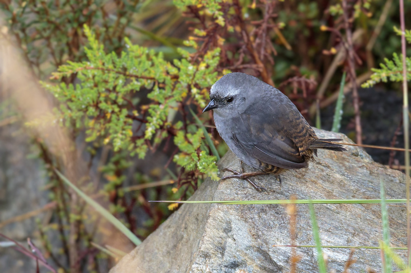 Neblina Tapaculo