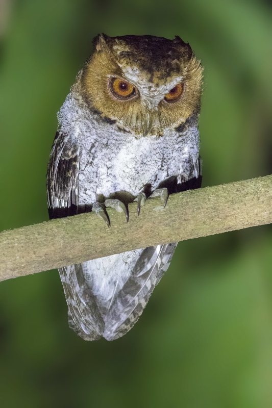 Negros Scops Owl