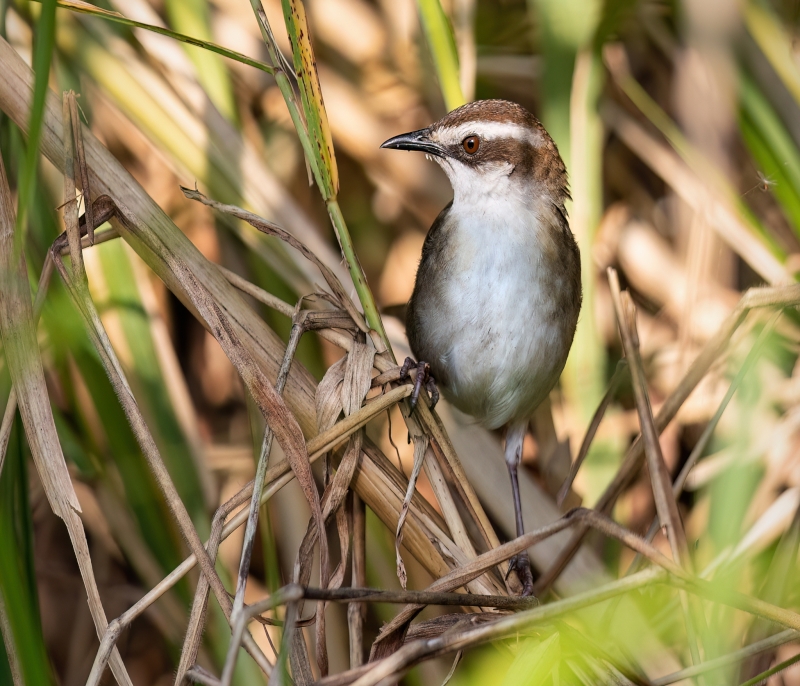 New Caledonian Thicketbird