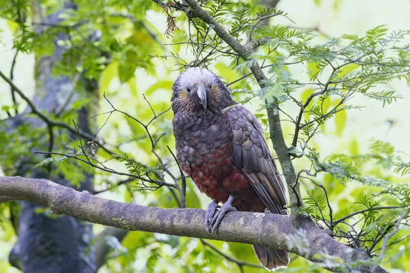 New Zealand Kaka