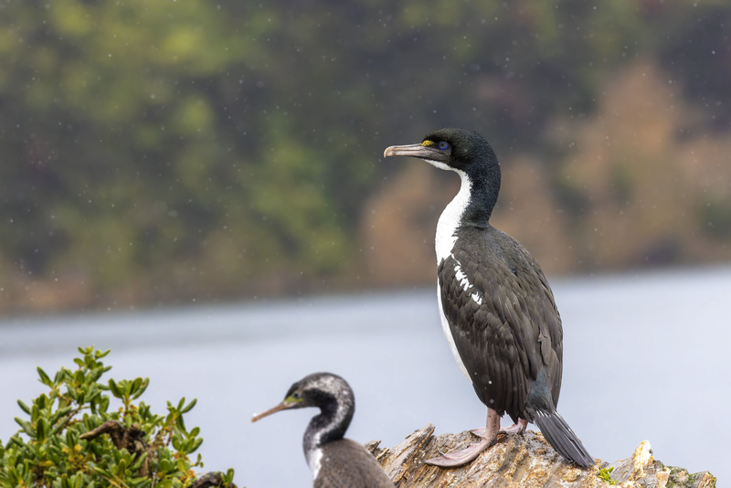 New Zealand King Shag