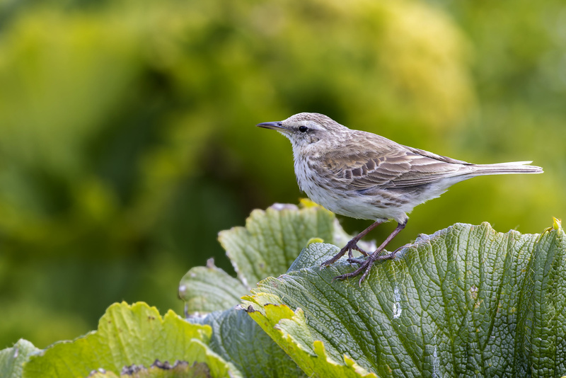 New Zealand Pipit