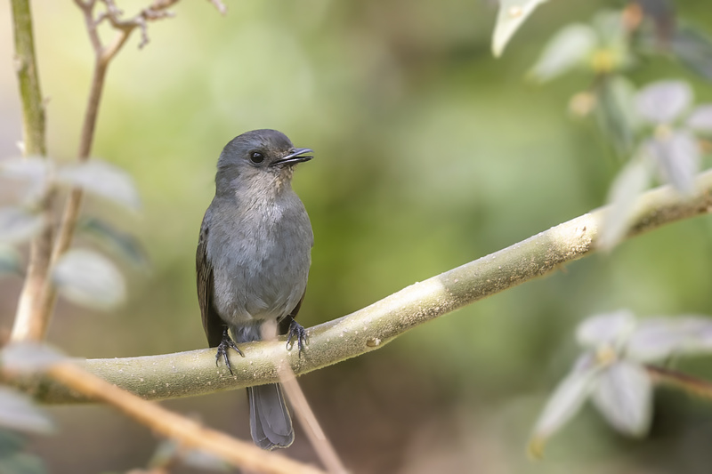 Nilgiri Flycatcher