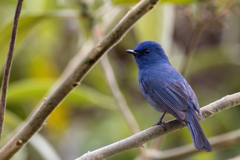 Nilgiri Flycatcher