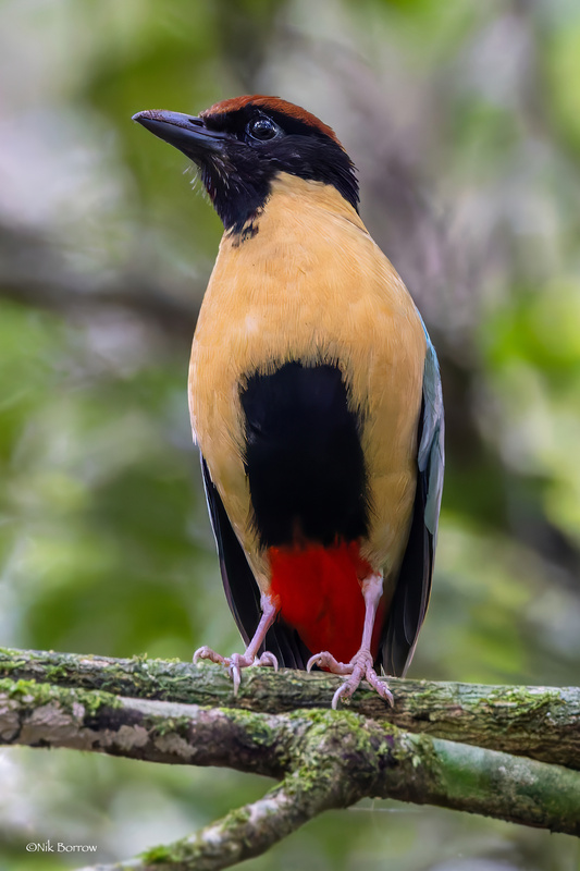 Noisy Pitta