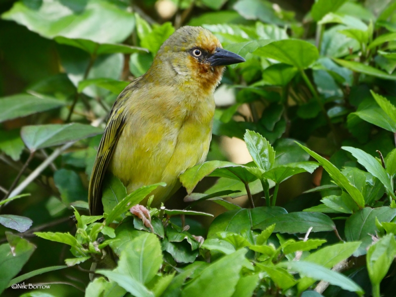 Northern Brown-throated Weaver