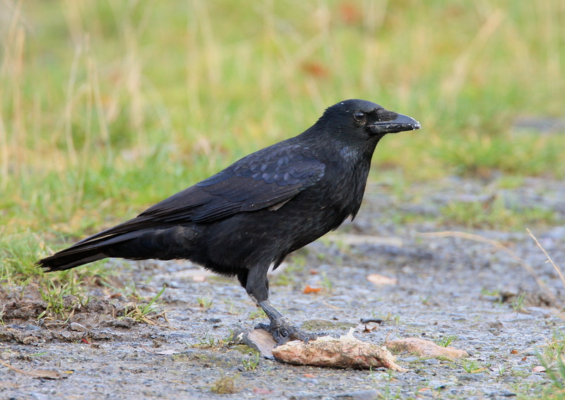 Northern Raven