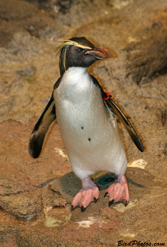 Northern Rockhopper Penguin