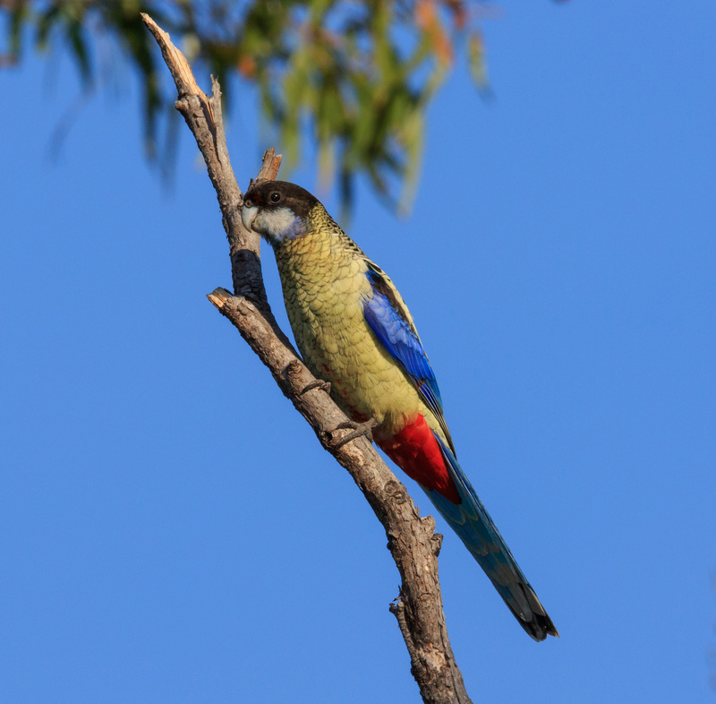 Northern Rosella