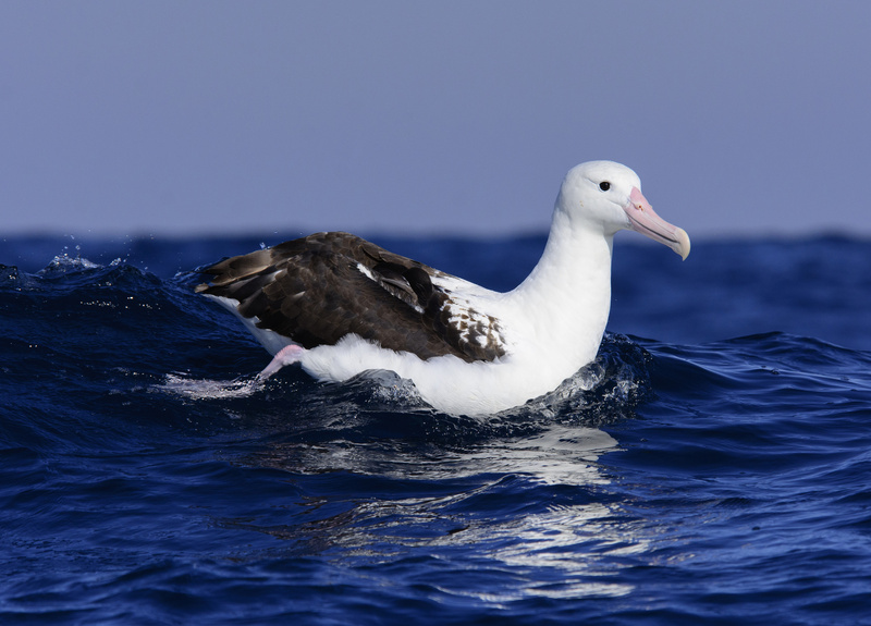 Northern Royal Albatross