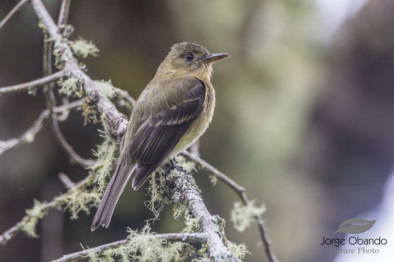 Ochraceous Pewee