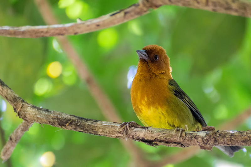 Ochre-breasted Brushfinch