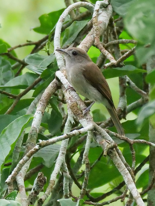 Olivaceous Flycatcher