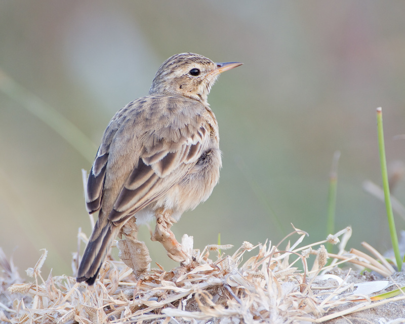 Olive-backed Pipit