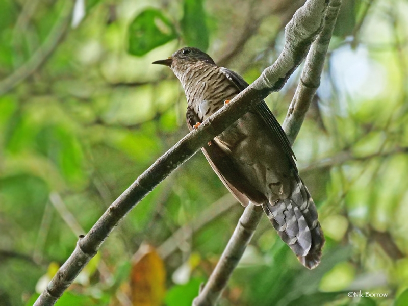 Olive Long-tailed Cuckoo