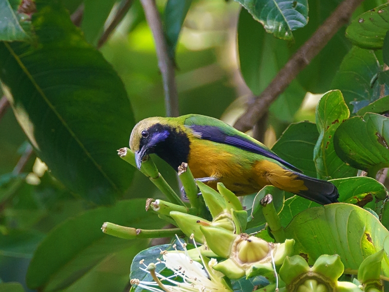 Orange-bellied Leafbird