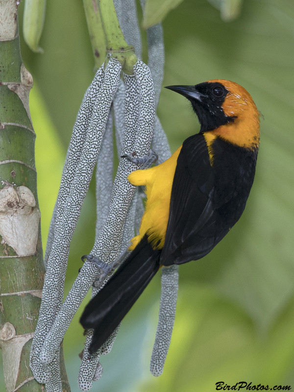 Orange-crowned Oriole