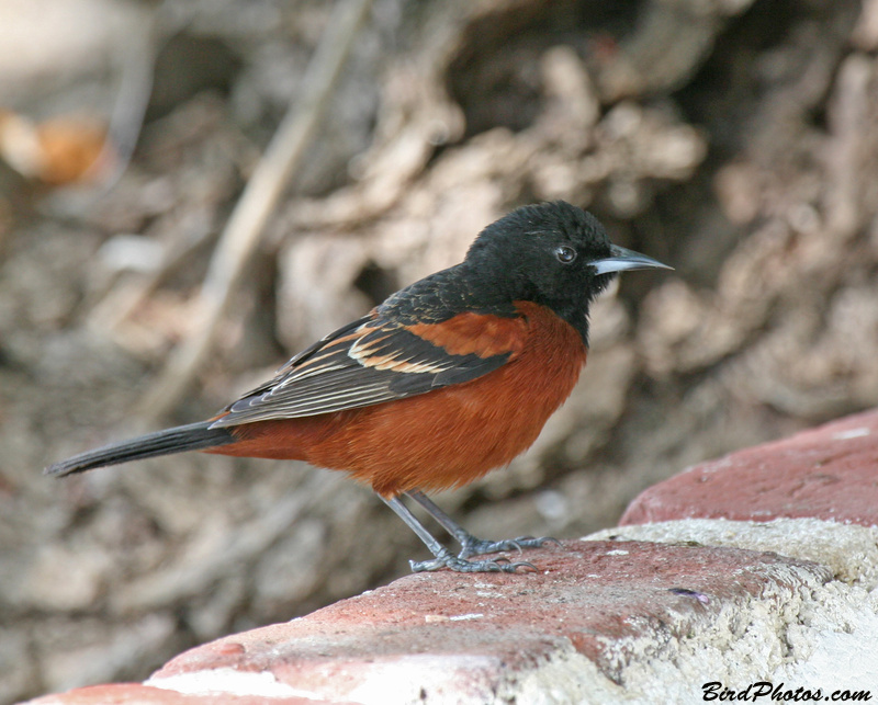 Orchard Oriole