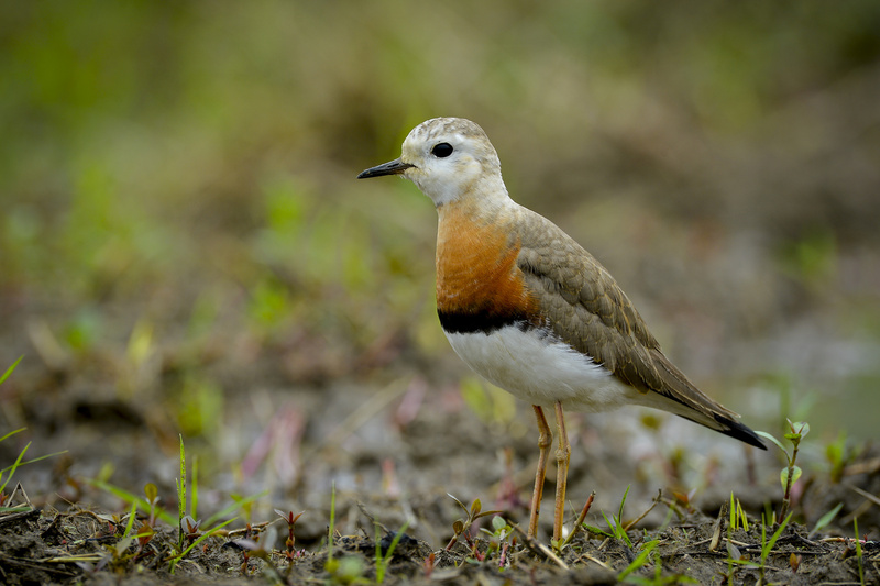 Oriental Plover