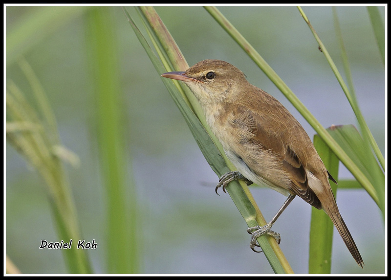 Oriental Reed Warbler