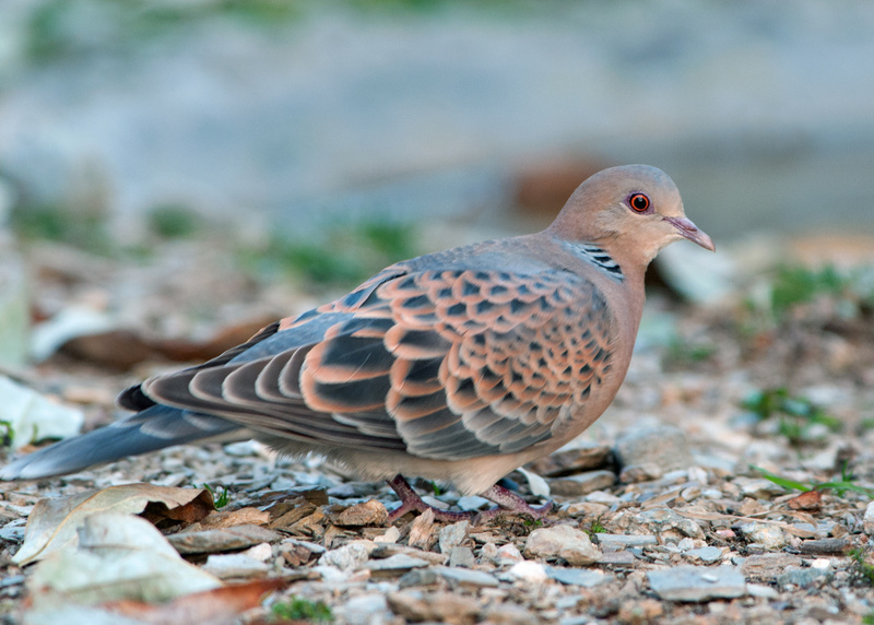 Oriental Turtle Dove