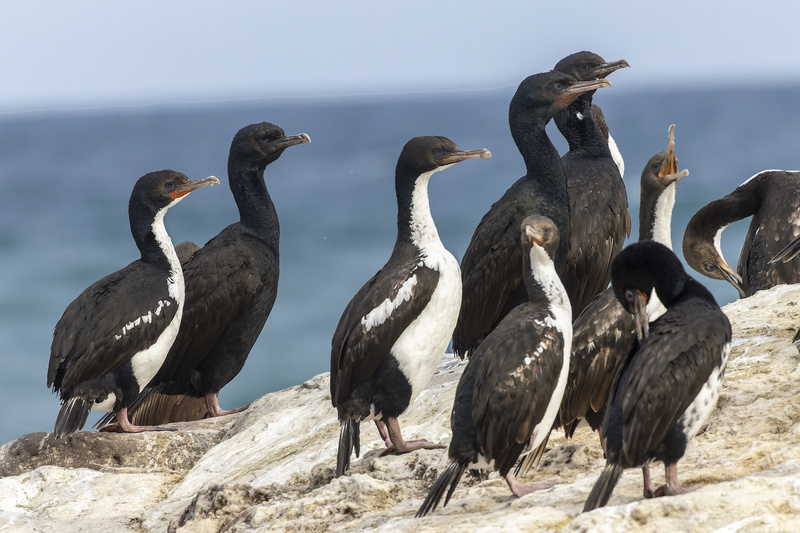 Otago Shag