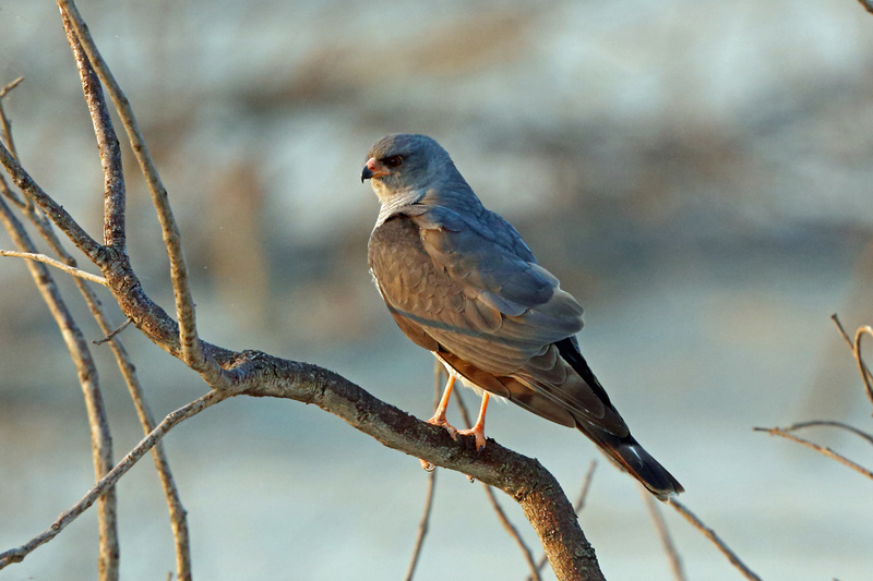 Ovambo Sparrowhawk