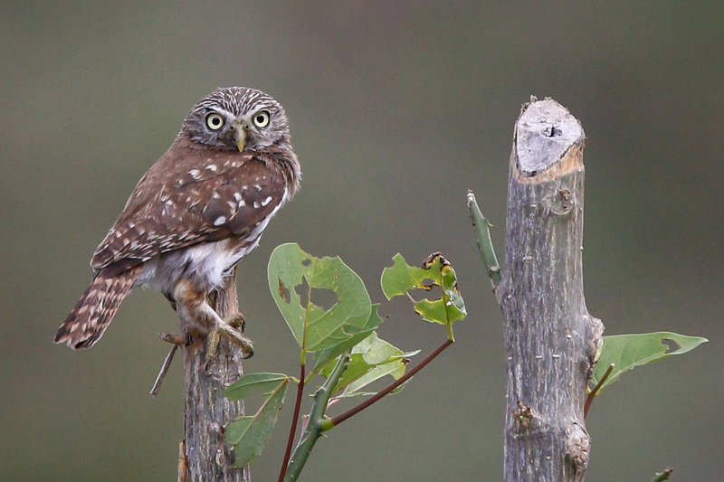 Pacific Pygmy Owl