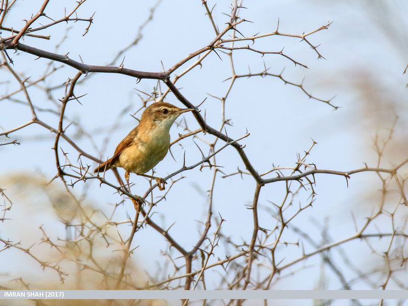 Paddyfield Warbler