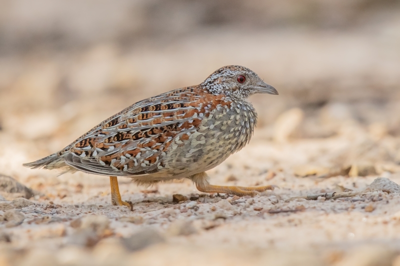 Painted Buttonquail