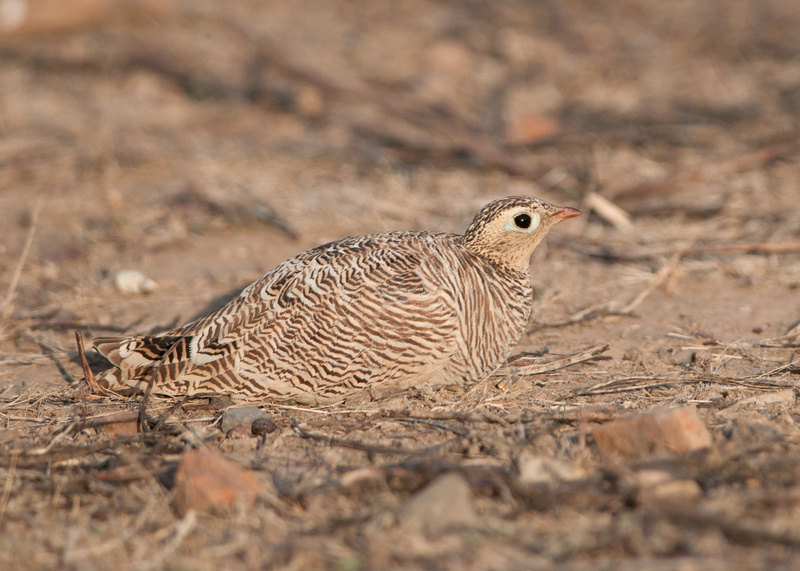 Painted Sandgrouse