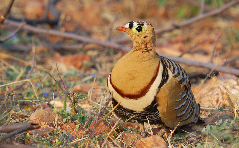 Painted Sandgrouse